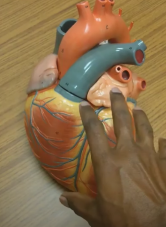 Explaining the human heart on my anatomy & physiology YouTube Channel