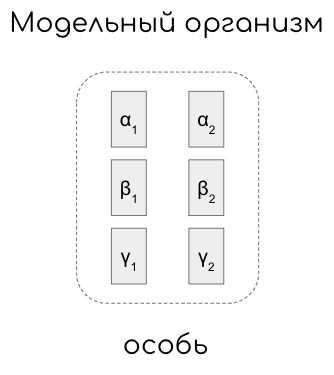 Рисунок 1. Модельный организм и его диплоидный геном