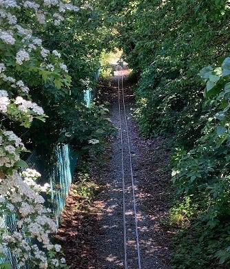 Miniature railway through trees and blossom