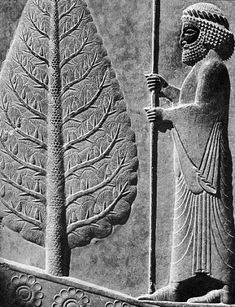 paisley design , a representation of Cypress tree in Persepolis, Iran
