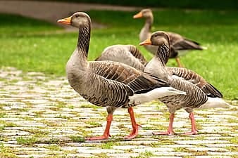 Charas (Bengal Florican)