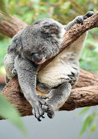 Sleeping Koala