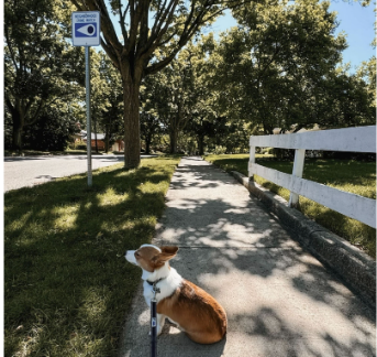 A dark red-and-white corgi sits on a sidewalk in dappled shade, sniffing the air during a pause in a walk with her owner.