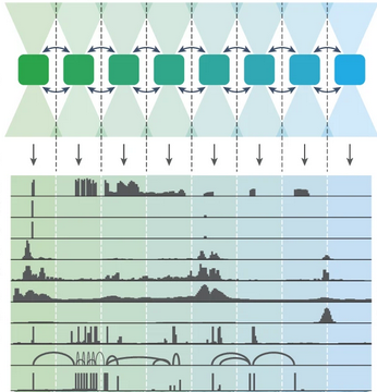 AlphaGenome: A Unified Foundation Model for the Regulatory Genome
