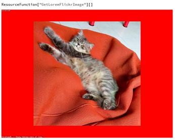 Random image showing a gray striped cat on a red blanket with a red background