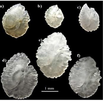 Photograph of the inner side of the right otoliths of the six fish species captured in the Buyo dam lake in June 2021.