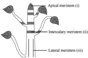 types of merstematic tissue