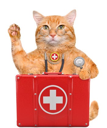 first aid kit for cats