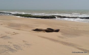 Rare Mauretanian sea lion