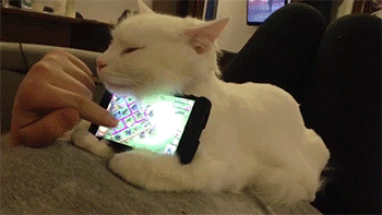 Gato servindo de apoio para celular enquanto humano joga