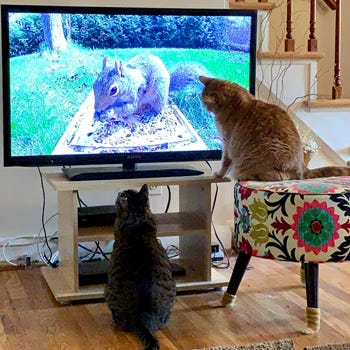Cat babies Clementine and Greything engrossed in the super-close, larger than life squirrel in a Video for Cats by wildlife photographer Paul Dinning on YouTube. Clementine wishes he could dive into the TV screen.