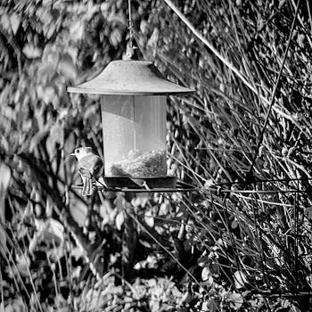 Blue Jay, captured with the iPhone camera through a binocular. Perched on the lower grill of a bird feeder. Tentatively deciding whether the menu was acceptable or not.