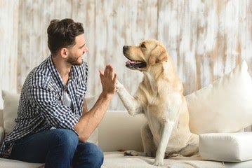 man high fiving a yellow lab — hope for the future.