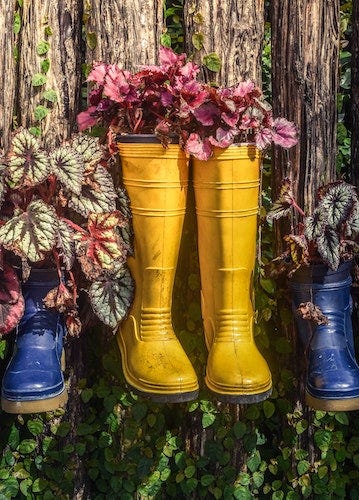 Image showing 3 pairs of rain boots (2 blue, 1 yellow) repurposed into flower planters