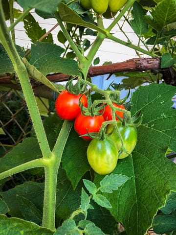 cherry tomatoes on the vine. Some red, a couple still green, surrounded by leaves.