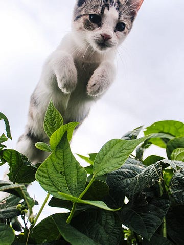 little kitten jumping over a plant outside