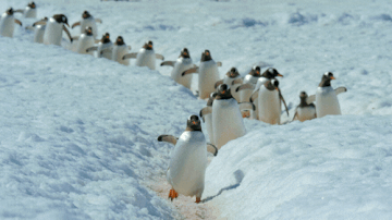 A penguin community