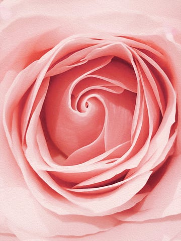 a painted rose