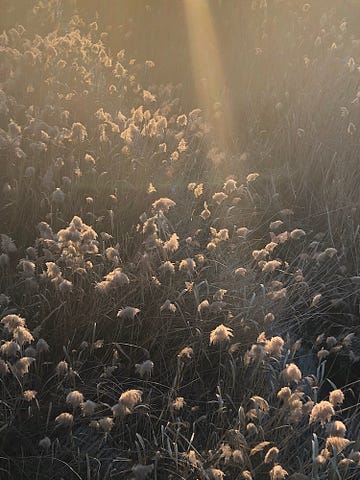 photo by dr mj boyce sun beam in a field of mid Fall flowering