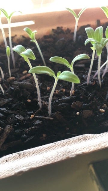 A close up of the tomato plant sprouts.