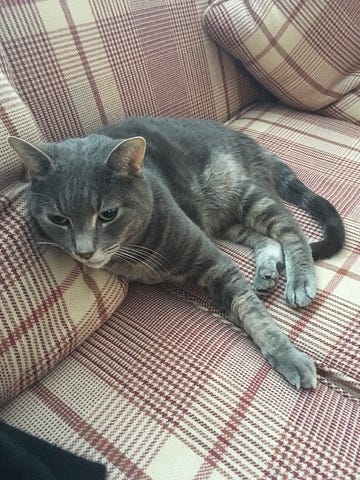 Cat lying on a sofa.