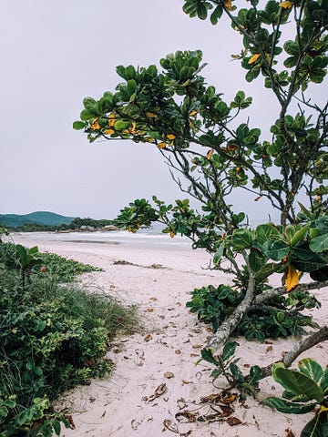 Crooked tree on a beach, overlooking the sea