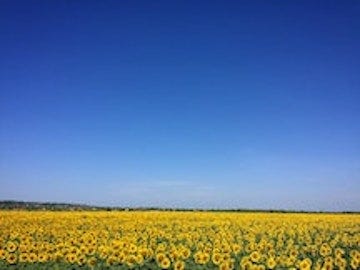 Large field of yellow sunflowers and clear blue sky