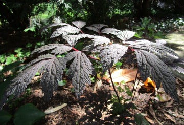 Actaea racemosa (Black Snakeroot)