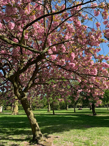 A pink cherry blossom tree in a park