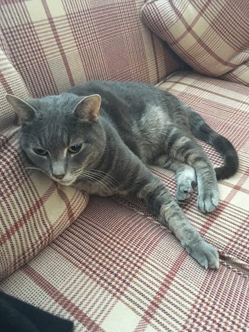 Cat lying on a sofa.