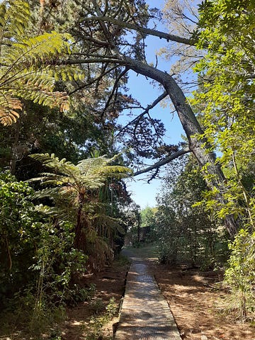 Bent pine tree above path through bush