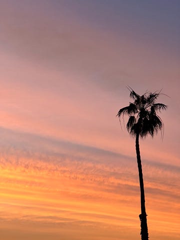 Palm Sky by Mark Tulin