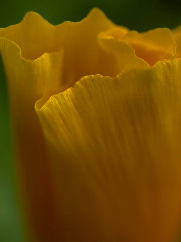 Yellow poppy unfolding in early morning light