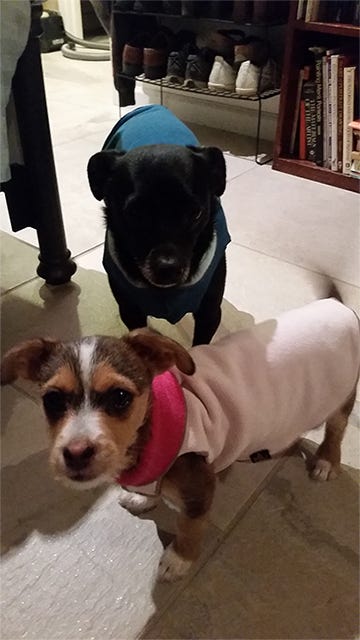 Our dogs, Shadow and The Professor, standing with their sweaters on