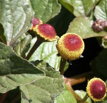 Large spilanthes plant buds with green leaves surrounding it