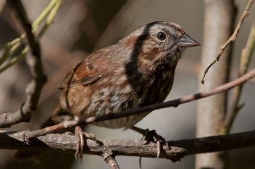 a small brown sparrow blends into surrounding branches