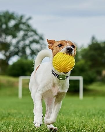 shock collar