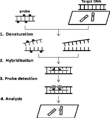 https://www.denovotec.com/manual-assays.html