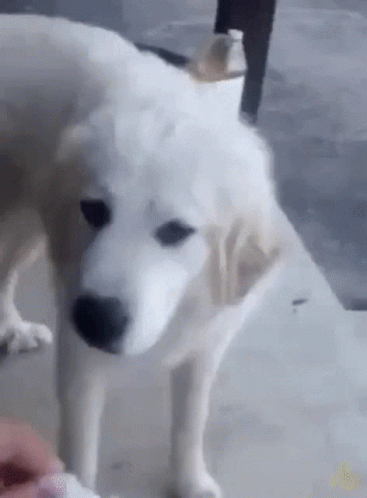 An animated image of a dog sniffing something, then making a face and swatting at it with its paw.