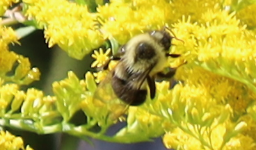 Bumblebee on goldenrod flowers