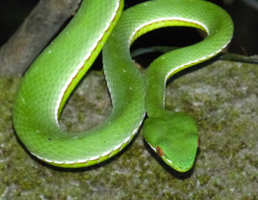 Male Bamboo Viper on mountain side embankment waiting for toad dinner