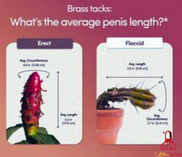 What Is the Average Penis Size
