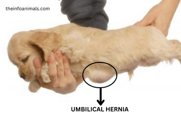 should I buy a puppy with an umbilical hernia?