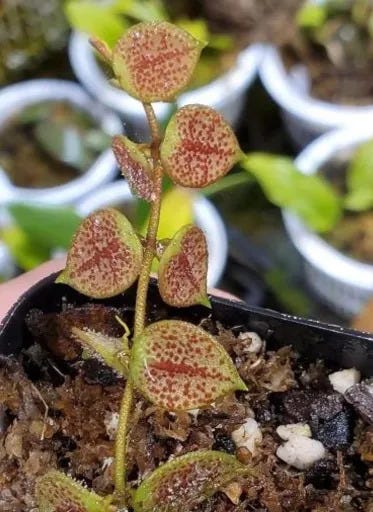 Dischidia hirsuta ‘Red Leaf’ https://gardenering.com/everything-about-dischidia-hirsuta-red-leaf-growing-indoors/