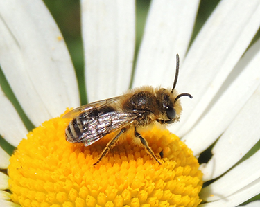 a fuzzy bee on a white flower with a big yellow center