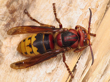 a red and yellow insect with wings