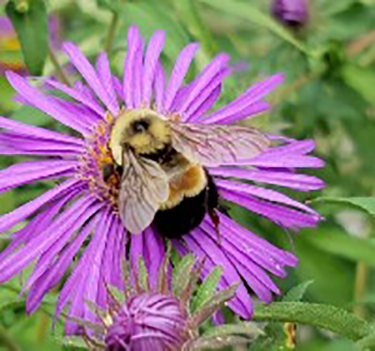 a round fuzzy bee on a purple flower