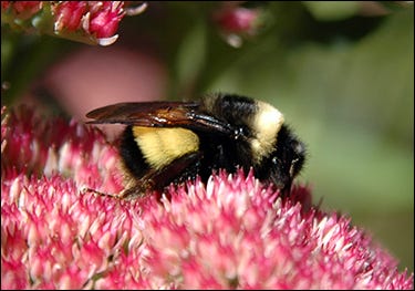 a fuzzy bee on pink flower