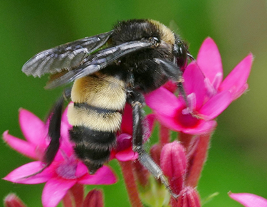 a fuzzy bee on a pink flower