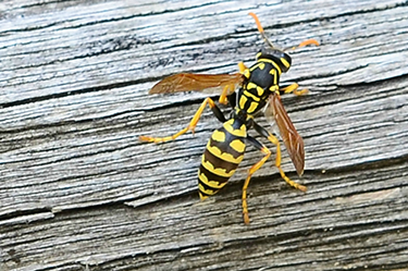 a bold yellow and black striped insect